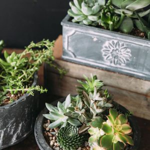 Succulent Gardens