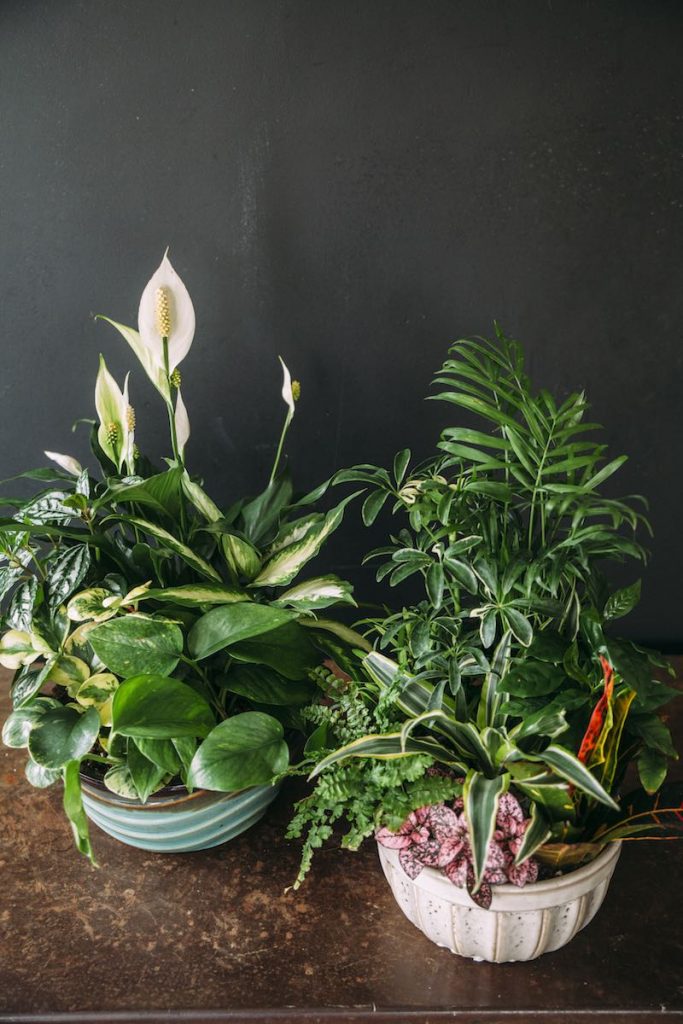 Mixed Dish Gardens Emily Herzig Floral Studio