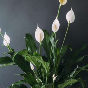ehfloral peace lilly