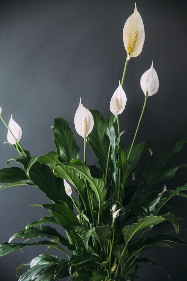 ehfloral peace lilly