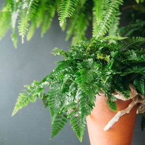 rabbit foot fern